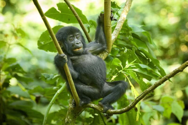 1 Day Gorilla Trekking Tour in Bwindi from Kigali - FAQ