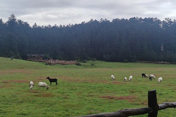 1-Day Jade Dragon Snow Mountain & Dongba Culture Experience - The Practicalities: What’s Included and What’s Not