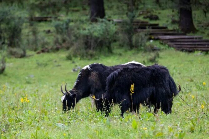 1-Day Jade Dragon Snow Mountain & Dongba Culture Experience - What Makes This Tour Stand Out