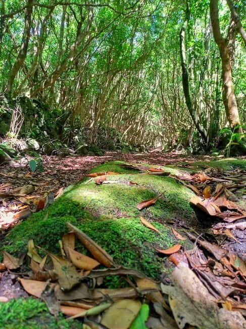 1-day jeep tour on the island of Pico - Azores - An In-Depth Look at the Pico Jeep Tour