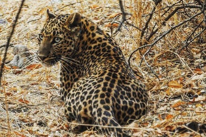 1 Day: Jhalana Leopard Safari+Abhaneri Step Well Tour From Jaipur - Key Points