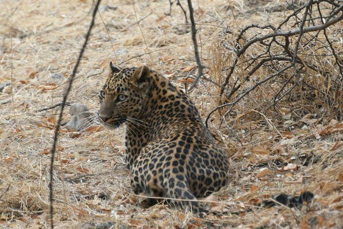 1 Day: Jhalana Leopard Safari+Abhaneri Step Well Tour From Jaipur - Final Thoughts