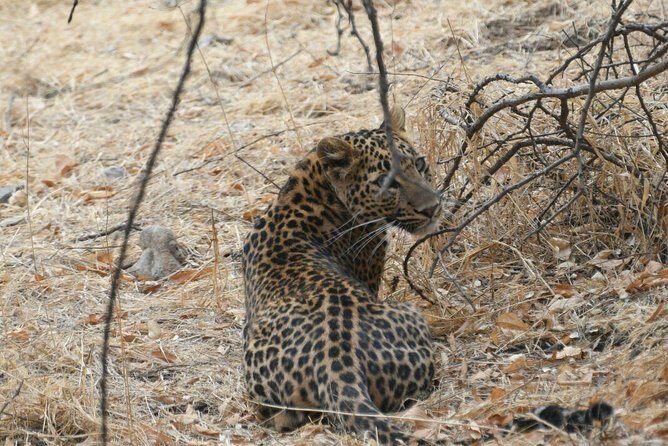 1 Day: Jhalana Leopard Safari+Abhaneri Step Well Tour From Jaipur - FAQ