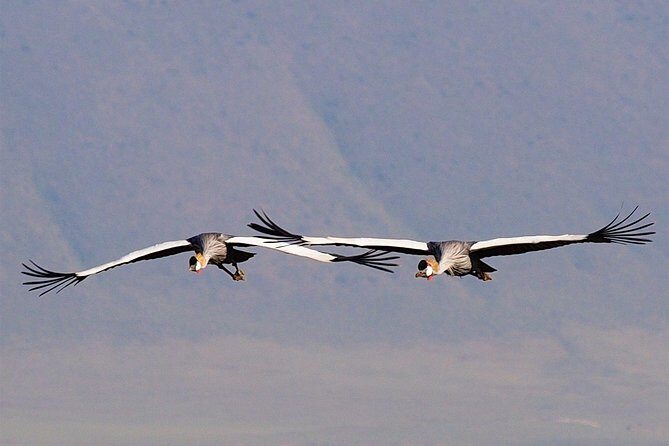 1 Day Joined Group Safari in Ngorongoro Crater National Park - Value and Pricing  