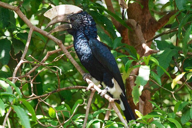 1 Day Joined Group Safari in Ngorongoro Crater National Park - The Sum Up  