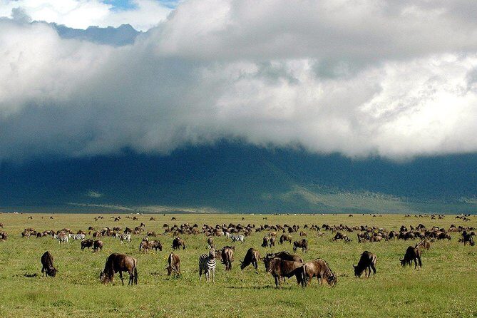 1 Day Joined Group Safari in Ngorongoro Crater National Park - FAQ  