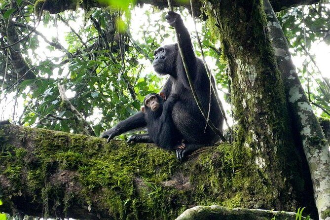 1 Day Kibale National Park - An In-Depth Look at the Tour Experience