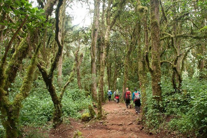 1 Day Kilimanjaro Climb via Machame Route - Pricing & Value Analysis