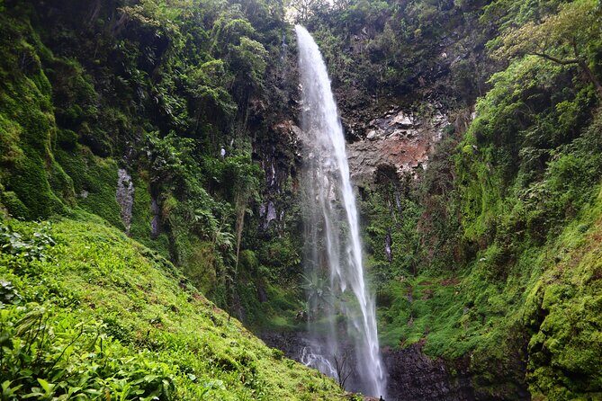 1 Day Kilimanjaro forest (mambori waterfalls). - Exploring the 1 Day Kilimanjaro Forest and Mambori Waterfalls Tour