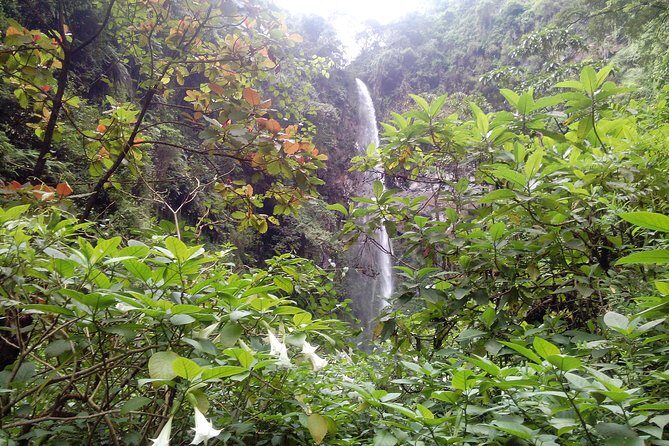 1 Day Kilimanjaro forest (mambori waterfalls). - Value for Money and Overall Impression