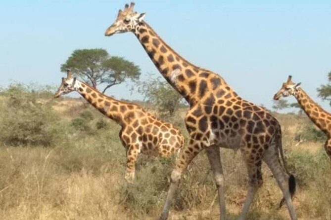 1 Day Lake Mburo National Park Short Safari from Kampala - A Close Look at the Itinerary and Experience