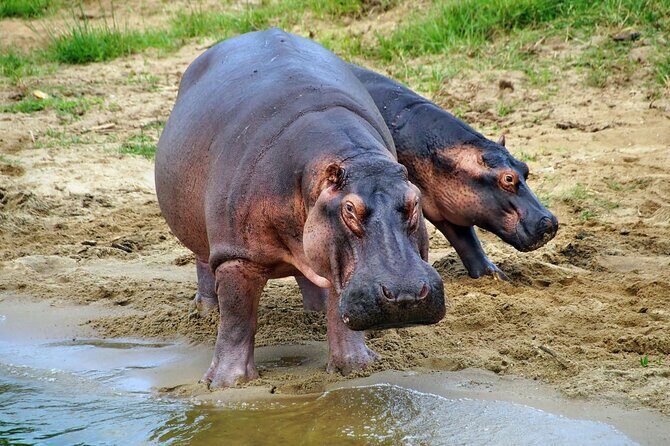1 Day Lake Mburo National Park Short Safari from Kampala - FAQ