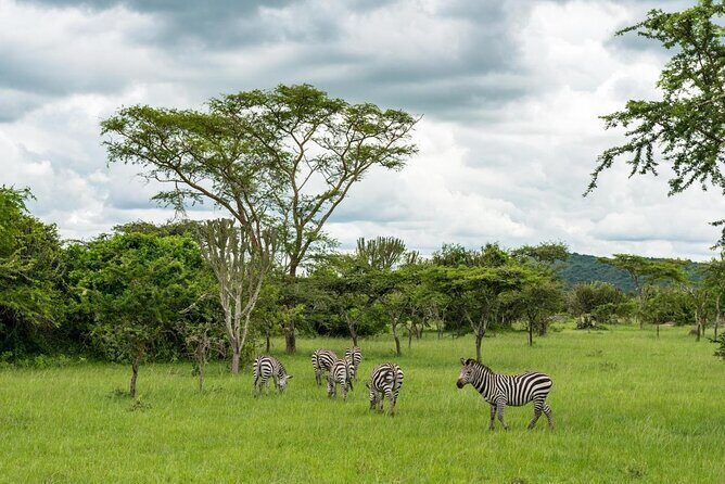 1 Day Lake Mburo Tour from Kampala - Key Points