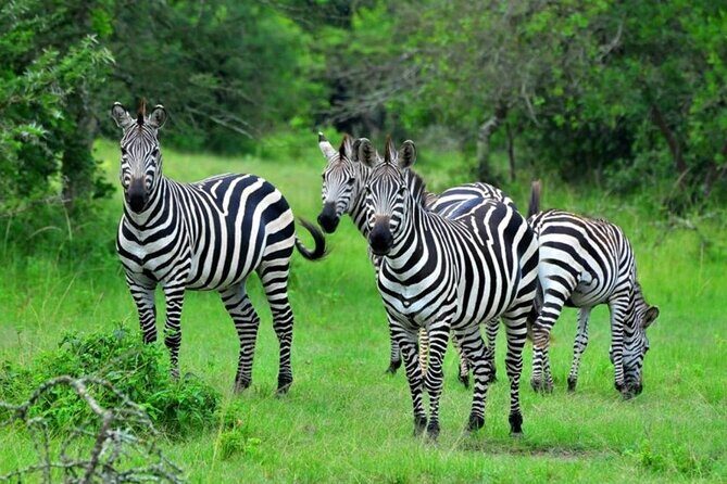 1 Day Lake Mburo Tour from Kampala - What Travelers Say