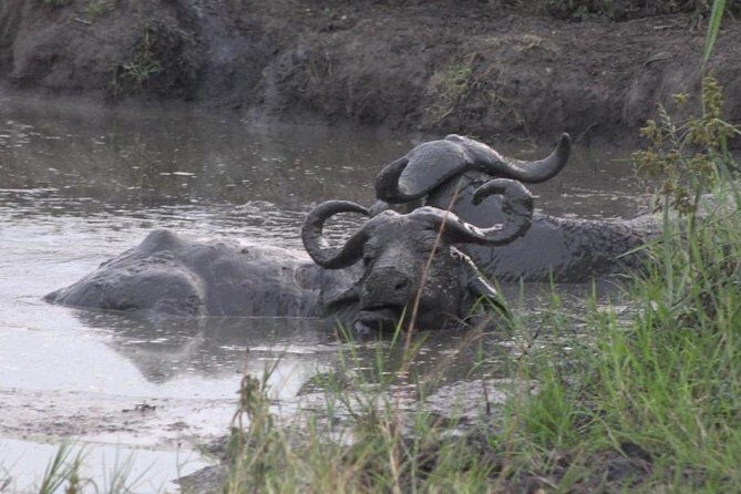 1 Day Lake Mburo Wildlife Safari - Key Points