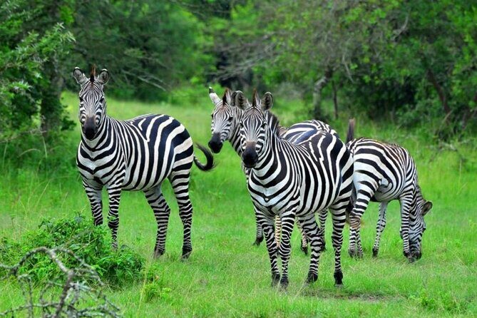 1 Day Lake Mburo Wildlife Safari - Why You Should Consider This Tour