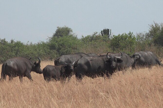 1 Day Lake Mburo Wildlife Safari - FAQs