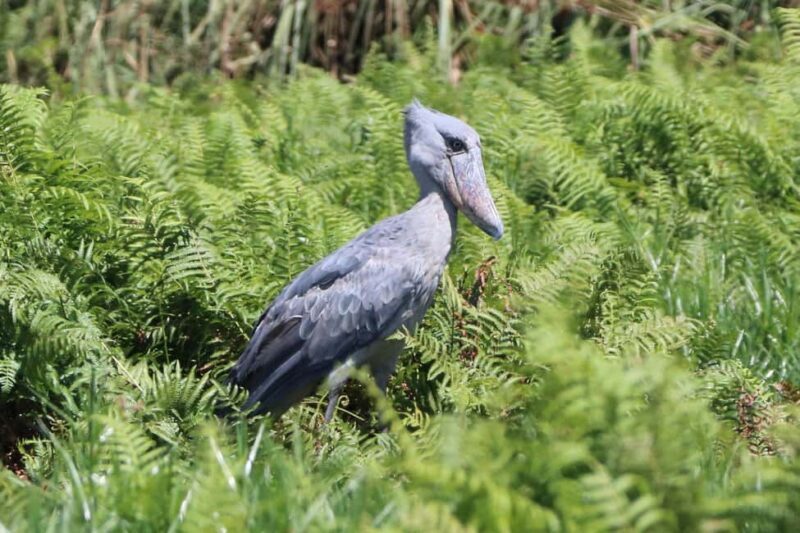 1-Day Mabamba Shoebill Birding Tour in Lake Victoria Entebbe - What Makes This Tour Special?