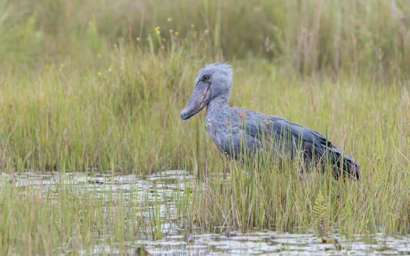 1-Day Mabamba Shoebill Birding Tour in Lake Victoria Entebbe - The Itinerary: What to Expect