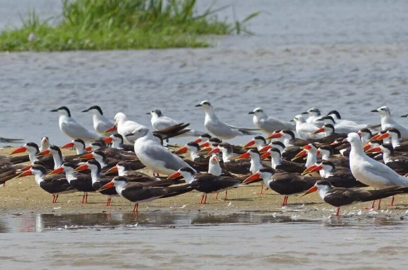 1-Day Mabamba Shoebill Birding Tour in Lake Victoria Entebbe - Is This Tour for You?