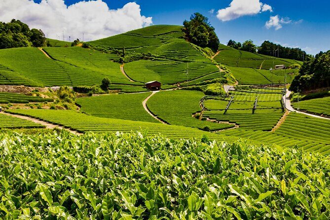 1 Day Matcha Farm Tour with Lunch and Bicycle Rental in Kyoto - Introduction: Experiencing Kyoto’s Matcha and Culinary Traditions