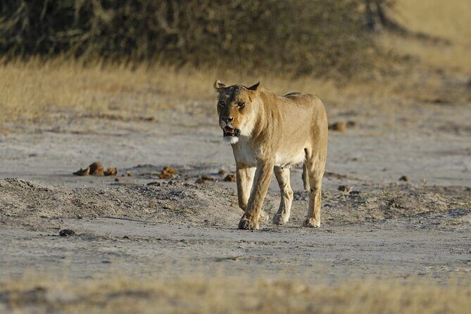 1 Day Moremi Game Drive Safari, guided - Price and Value Analysis