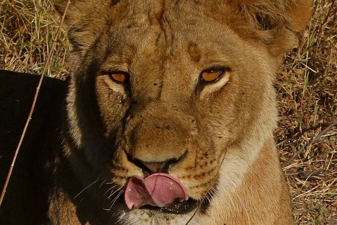 1 Day Moremi Game Drive Safari, guided - Final Thoughts
