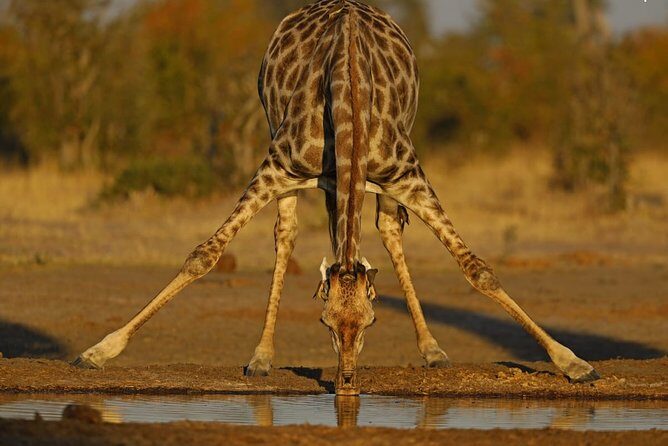 1 Day Moremi Game Drive Safari, guided - FAQ 