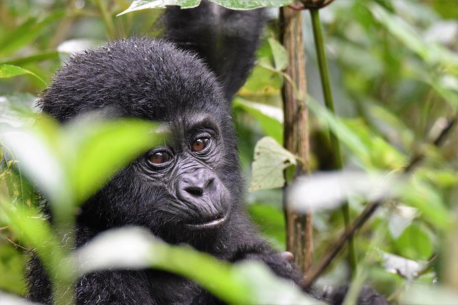 1 day Mountain Gorilla Trekking Safari Uganda - An Introduction to the Tour