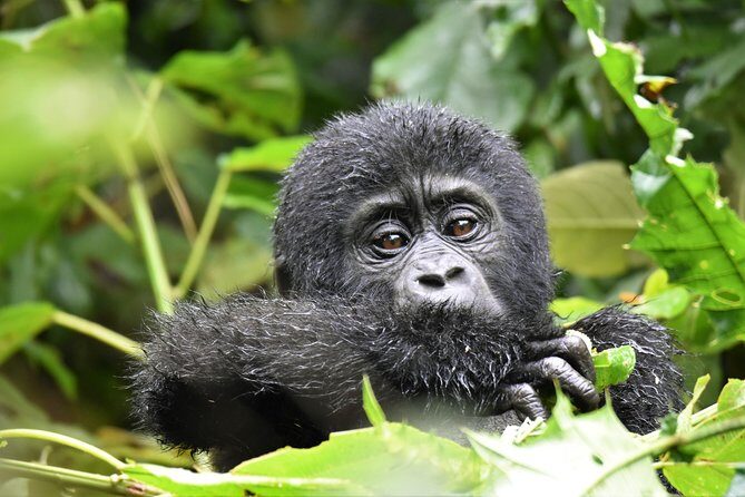 1 day Mountain Gorilla Trekking Safari Uganda - Value and Price Point