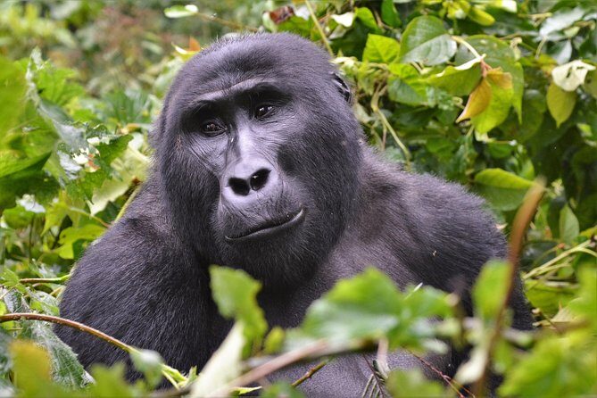 1 day Mountain Gorilla Trekking Safari Uganda - Authentic Experiences and Reviewer Insights