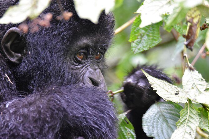1 day Mountain Gorilla Trekking Safari Uganda - FAQ