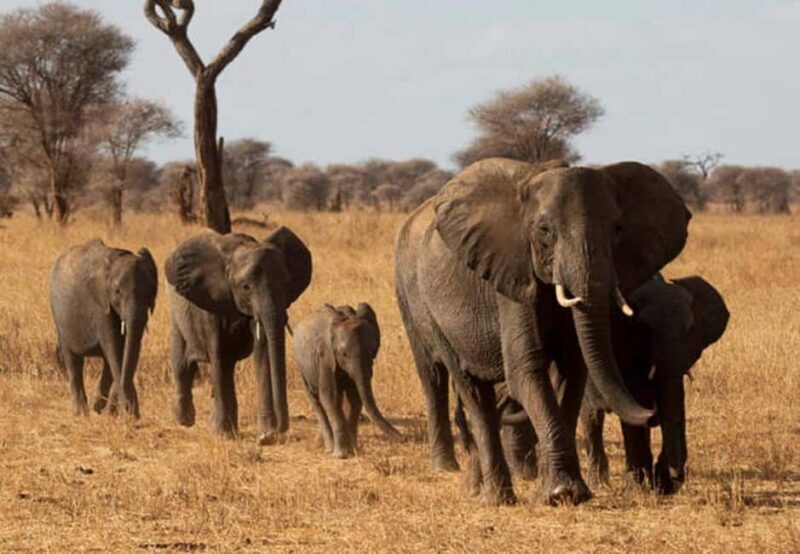 1-Day Ngorongoro Crater Special Big 5- Joining Group Safari - Key Points