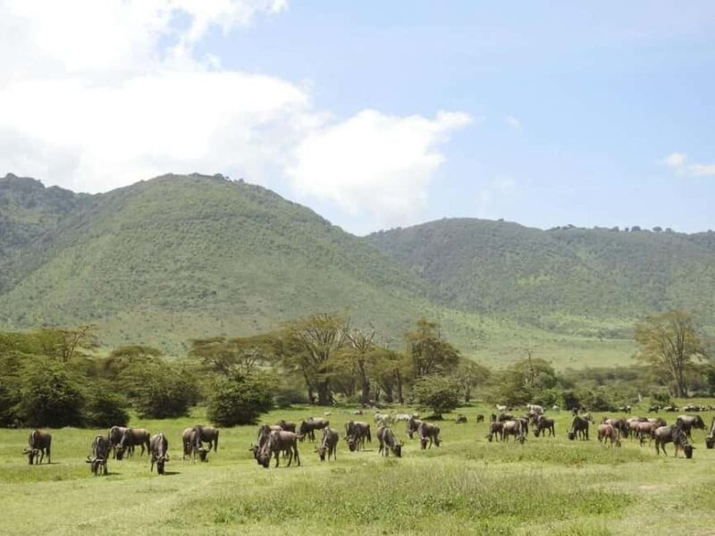 1-Day Ngorongoro Crater Special Big 5- Joining Group Safari - What’s Included and What’s Not