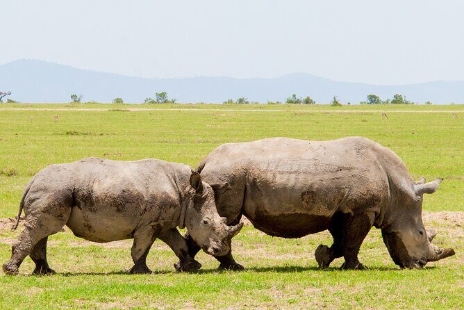 1-Day Ol Pejeta Conservancy Safari - What to Expect from the Tour