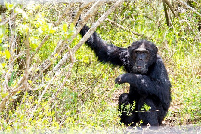 1-Day Ol Pejeta Conservancy Safari - FAQs