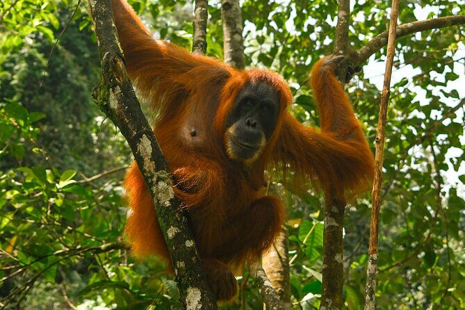 1 Day Orangutan Jungle Trek in Sumatra - A Closer Look at the 1-Day Orangutan Jungle Trek