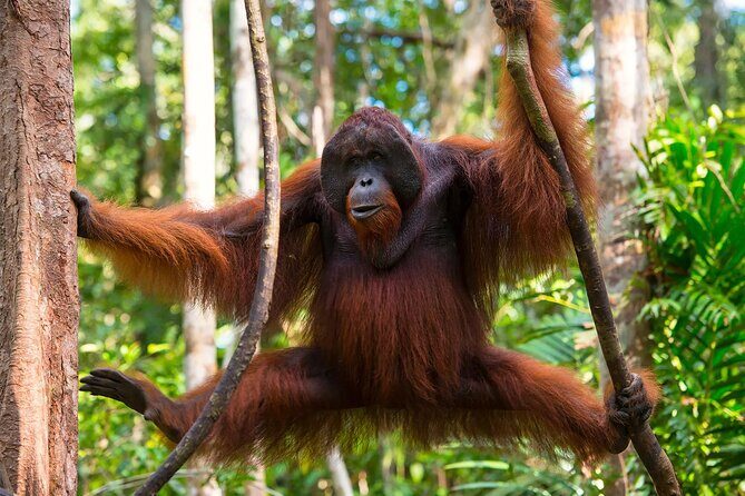 1 Day Orangutan Jungle Trek in Sumatra - Practical Details: What You Need to Know