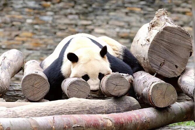 1-Day Panda Base and Mount Qingcheng Private tour from Chengdu - Introduction