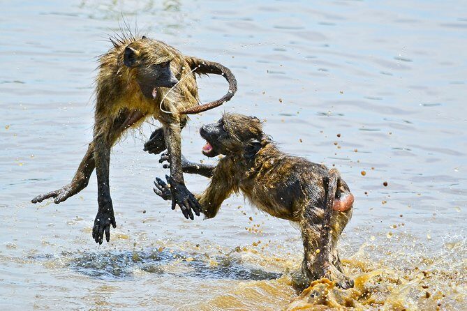 1 Day Photographic Wildlife Safari from Hazyview to Kruger Park - Who Will Love This Safari?