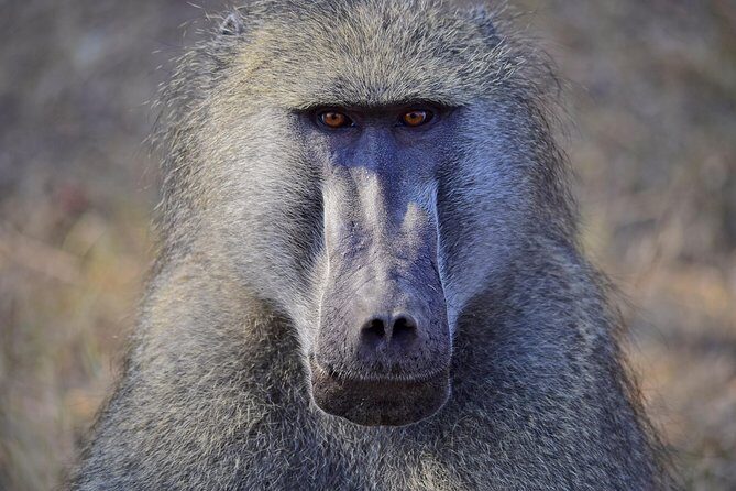 1 Day Photographic Wildlife Safari from Hazyview to Kruger Park - Final Thoughts