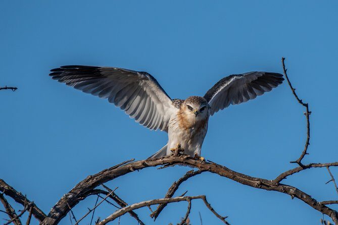 1 Day Photographic Wildlife Safari from Hazyview to Kruger Park - FAQ