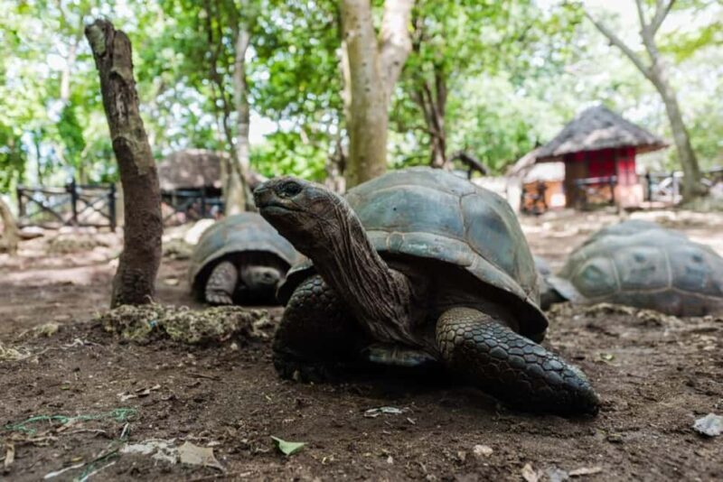 1 Day Prison Island, Nakupenda and Stone Town Tour - Practical Details and What to Expect