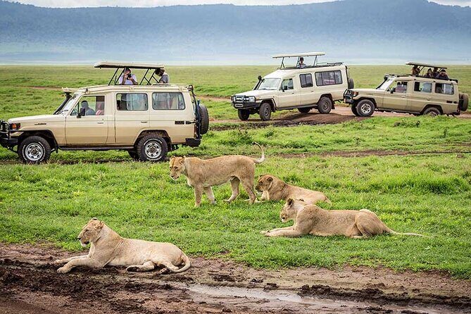 1 Day Private Ngorongoro Crater Safari - Insights from Reviewers