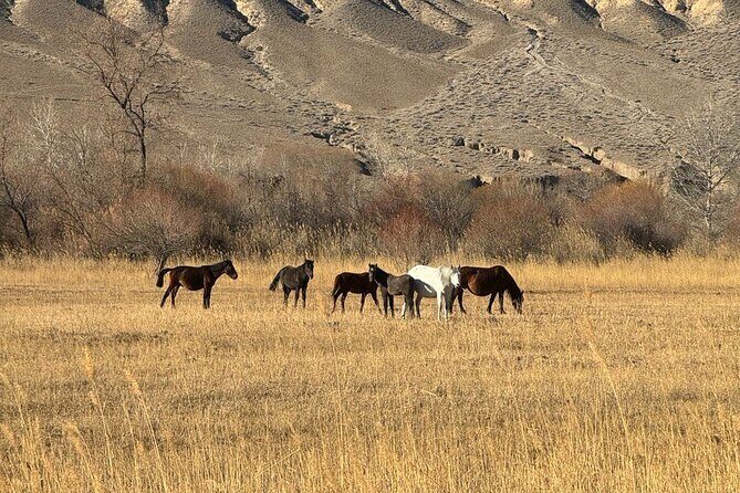 1 Day Private Tour Charyn Canyon Black Canyon and Kolsay Lake - Who Will Get the Most Out of This Tour?