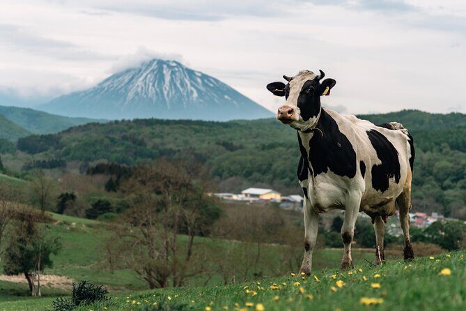 1-Day Private Tour from Chitose/Sapporo to Wherever you wanna go! - Authentic Insights from Past Travelers