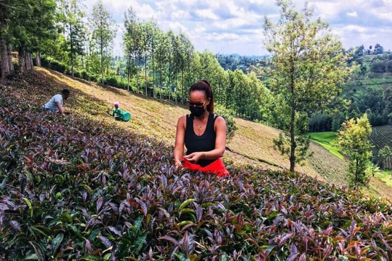 1-Day Purple Tea Farm Tour from Nairobi -Tea Tasting & lunch - Exploring the Day Trip Itinerary  
