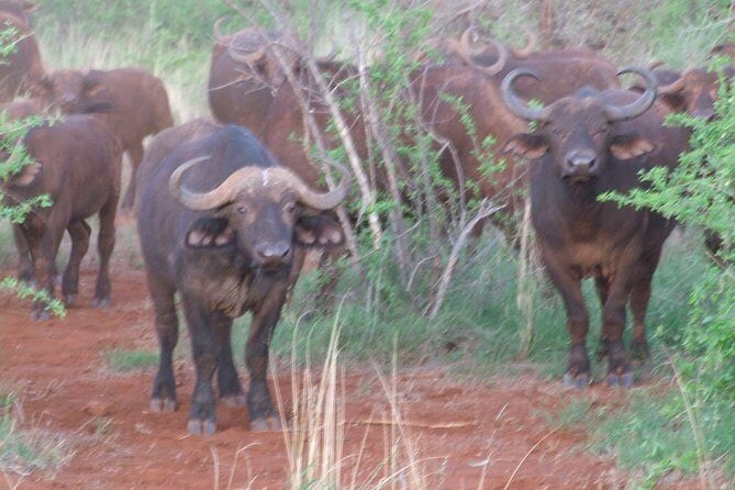 1 Day Red Elephant Safari starting from Diani beach. - Key Points