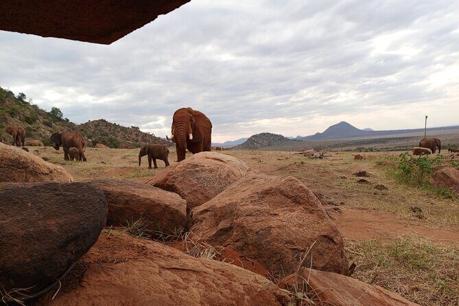 1 Day Red Elephant Safari starting from Diani beach. - Practical Considerations