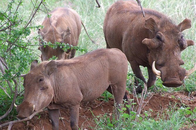 1 Day Red Elephant Safari starting from Diani beach. - FAQ